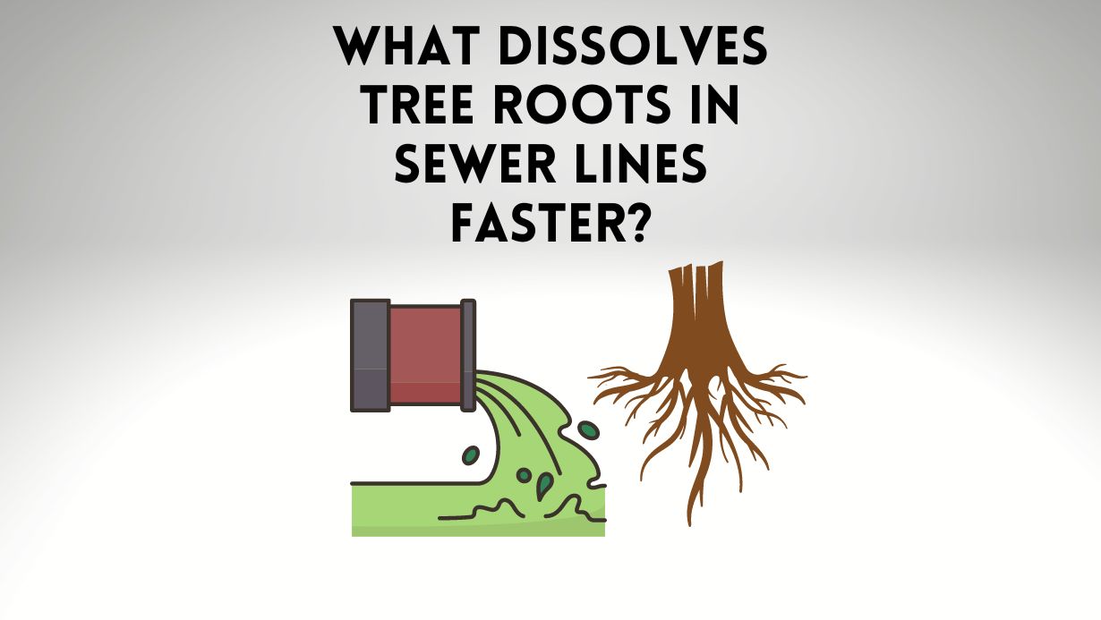 What Dissolves Tree Roots In Sewer Lines