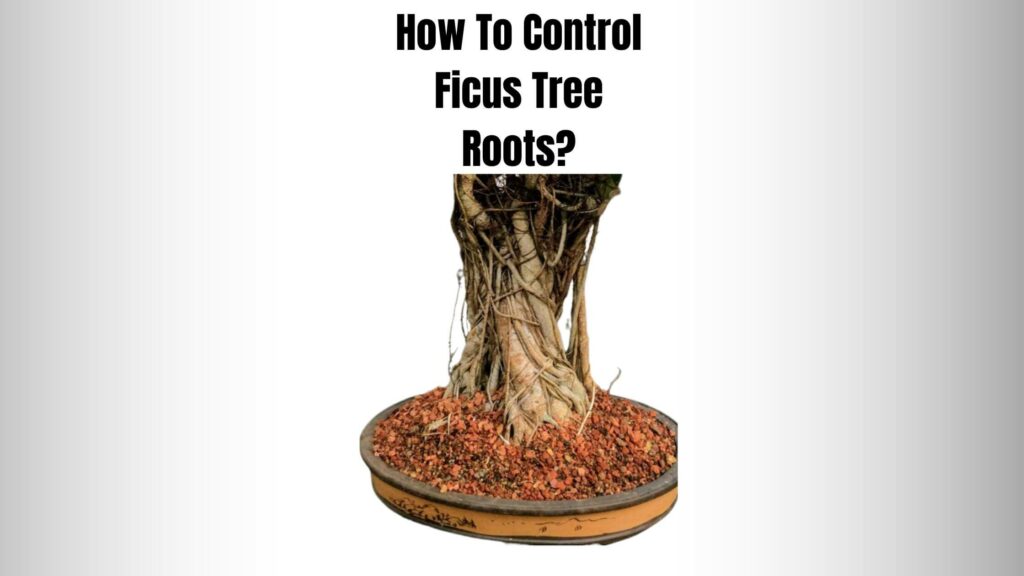 How To Control Ficus Tree Roots