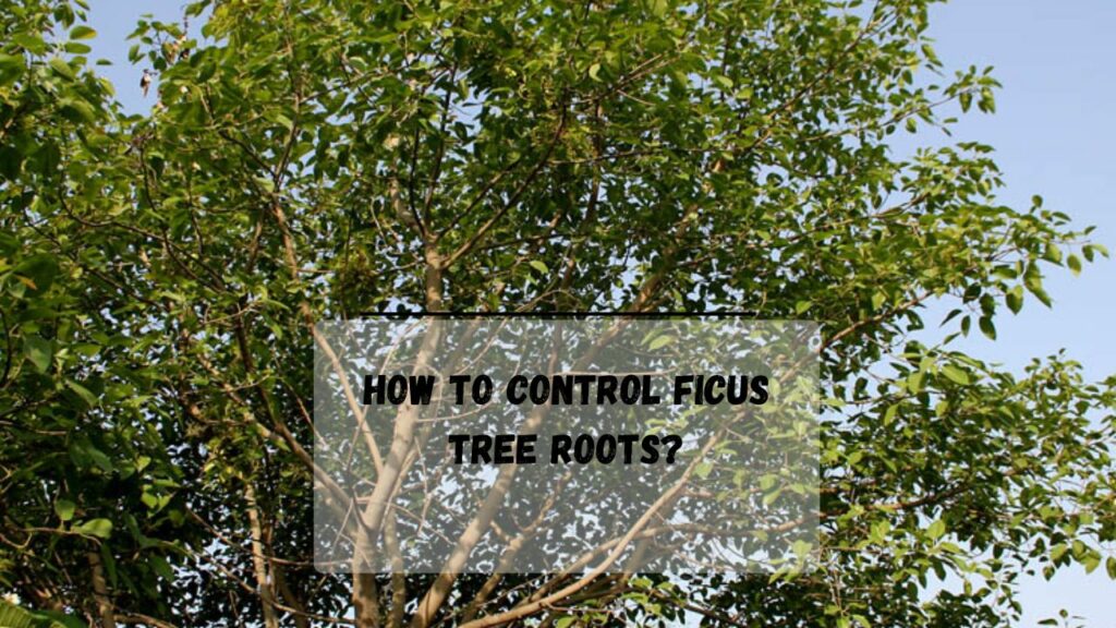 Ficus Tree Root Near House: Here's What To Do